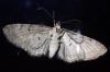 Eupithecia icterata
